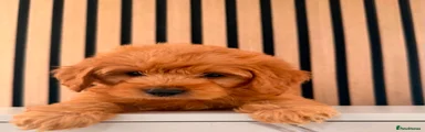 Cockapoo Puppy 2