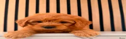 Cockapoo dogs for sale: Adorable puppies - Advert 10