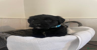 Cocker Spaniel dogs - Advert 13