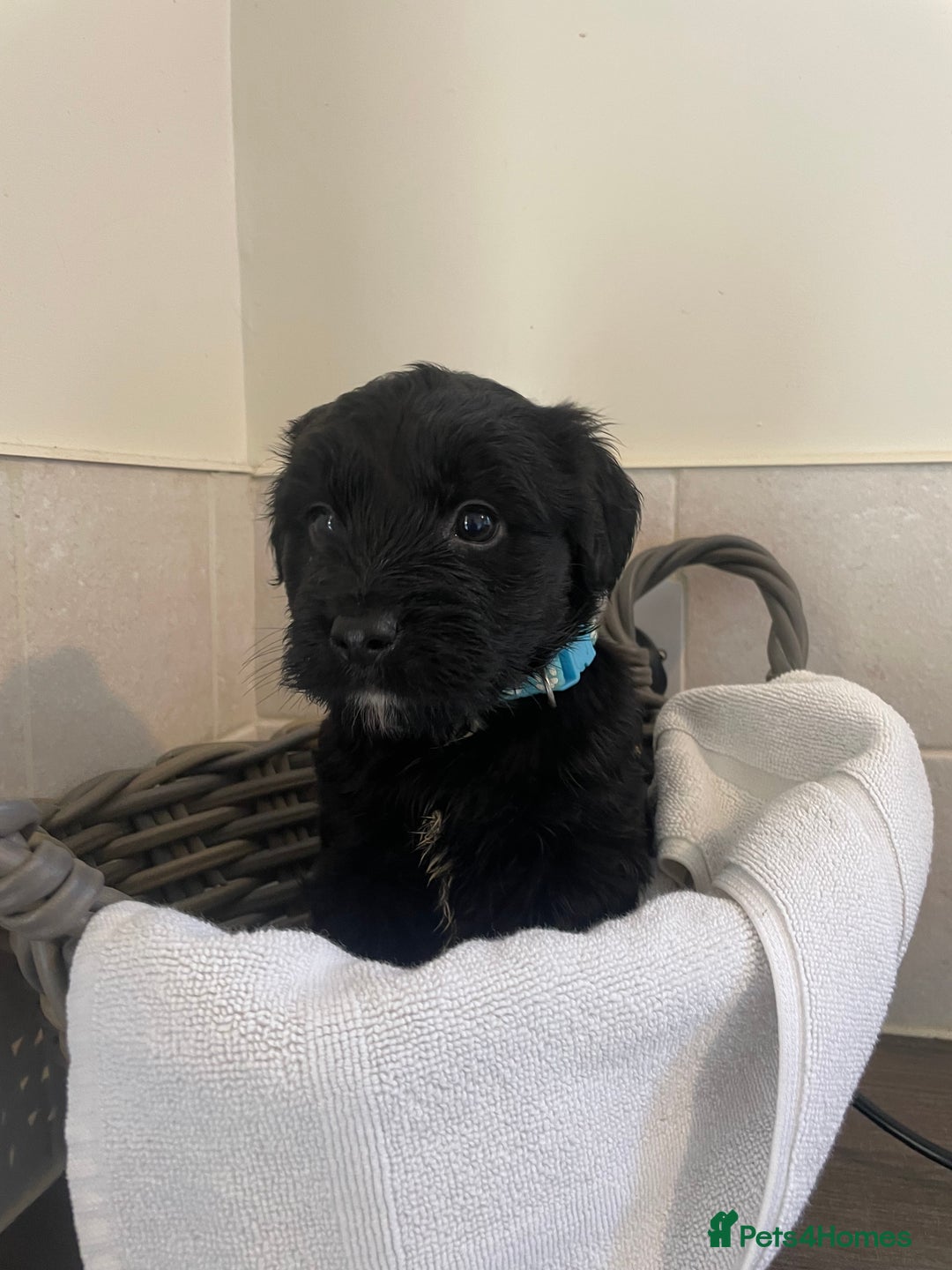 Cocker Spaniel dogs for sale: Cocker spaniel puppy’s  - Image 3