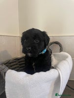 Cocker Spaniel dogs - Advert 12