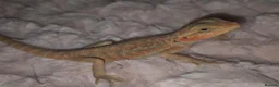 Bearded Dragon reptiles for sale: 100%Het Zero Bearded Dragon baby's  - Advert 9
