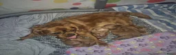 Cavalier King Charles Spaniel dogs for sale: Charming Cavalier King Charles Spaniel Puppies in Hyde - Advert 19
