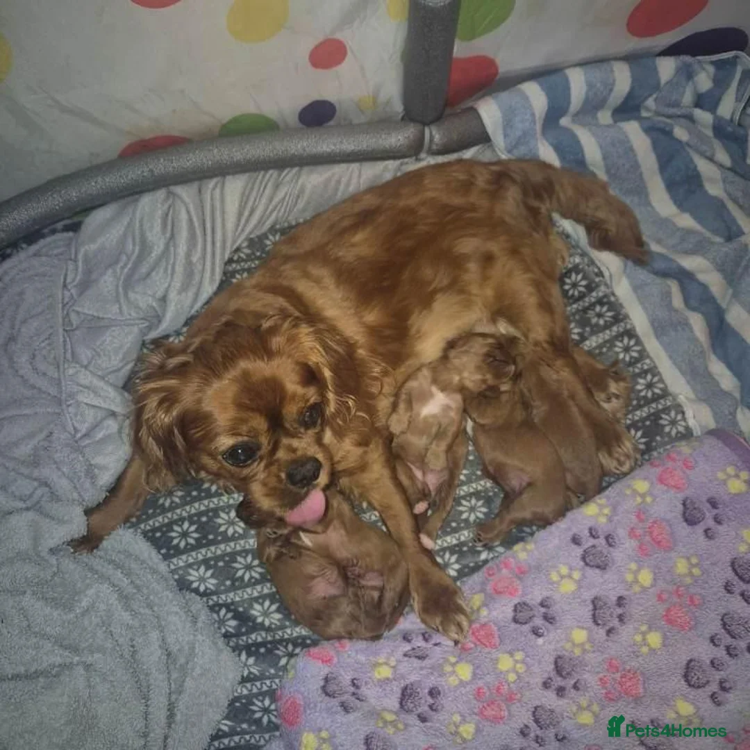 Cavalier King Charles Spaniel dogs for sale: Charming Cavalier King Charles Spaniel Puppies in Hyde - Advert 19
