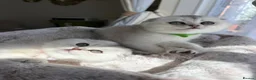 Scottish Fold cats for sale: Adorable Scottish Fold Kitten - Advert 3