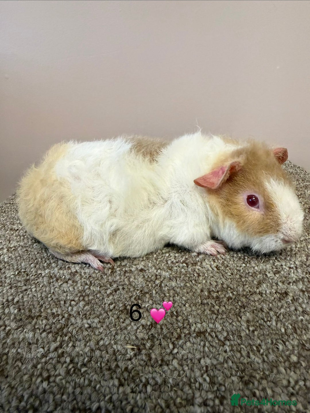 Guinea Pig rodents for sale: Rex & Teddy Sow Guinea Pigs - Advert 11