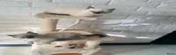 Ragdoll cats for sale: 6 pure Ragdoll kittens  in Paisley - Advert 3