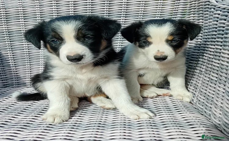 Border Collie dogs - Advert 1