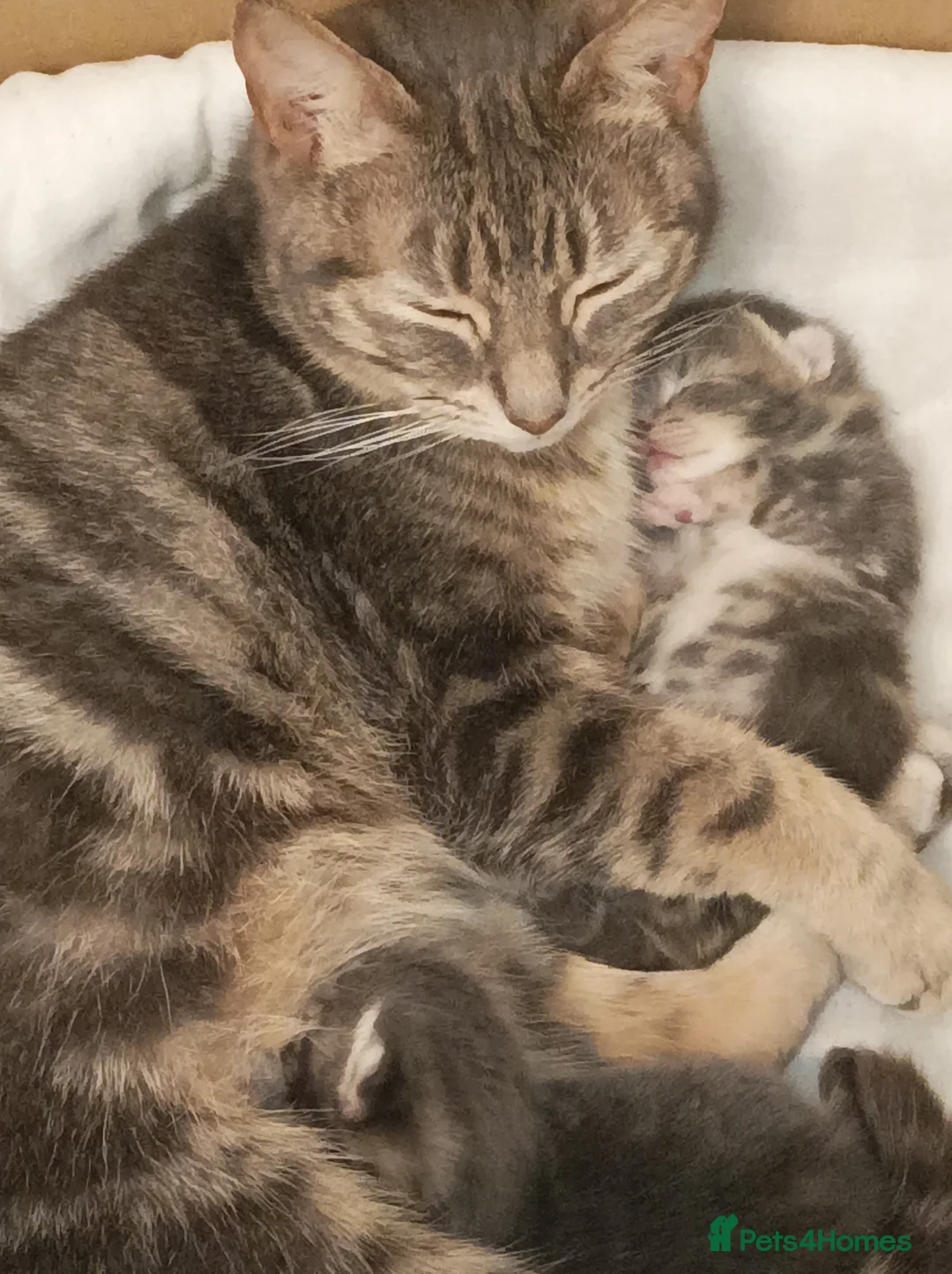 Bengal cats for sale: Kitten bengal  - Advert 1