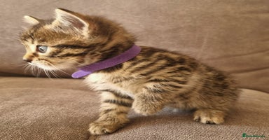 Bengal cats - Advert 7