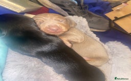 Miniature Dachshund dogs for sale: 3 handsome miniature dachshund boys! - Image 2
