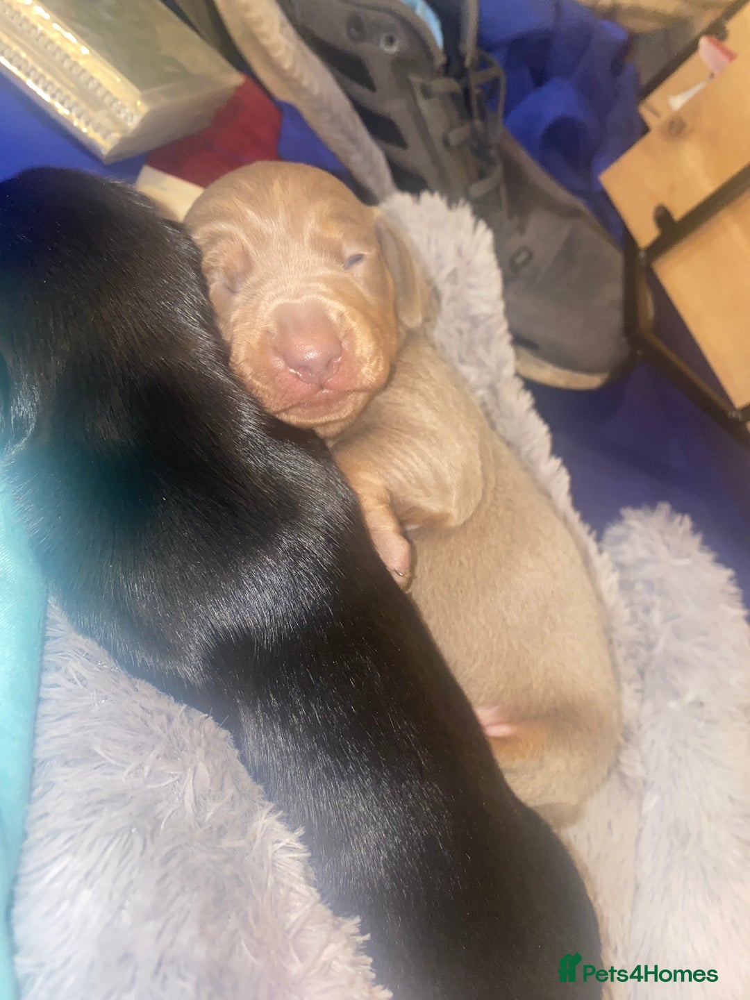 Miniature Dachshund dogs for sale: 3 handsome miniature dachshund boys! - Image 2