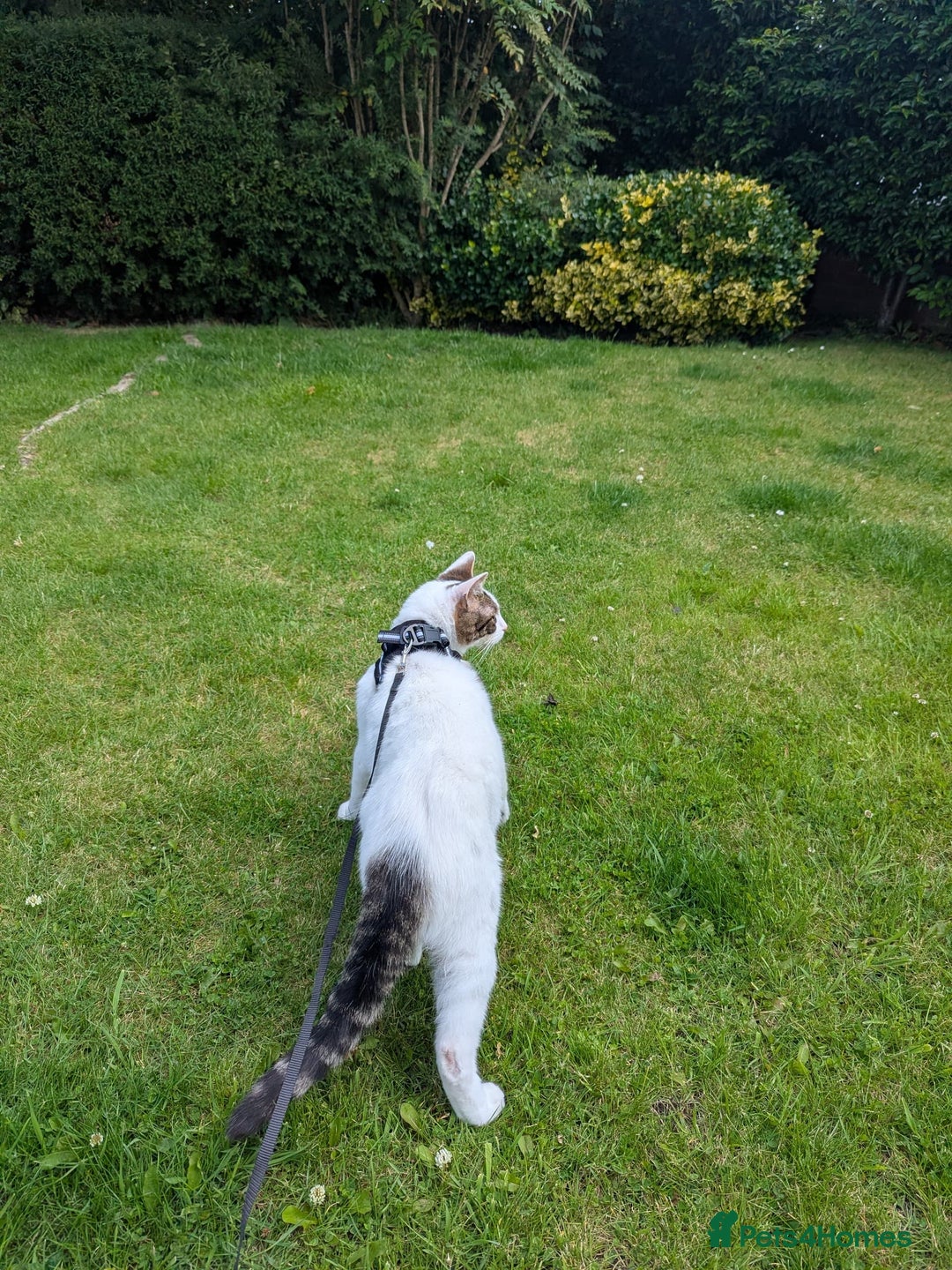 Mixed Breed cats for sale: Albie: Friendly white/tabby looking for new home - Advert 7