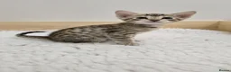 Savannah cats for sale: F8 savannah kittens- TICA registered  - Advert 18