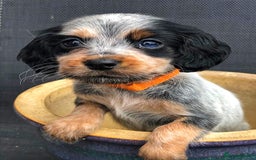 Cocker Spaniel dogs for stud: Extensively Health Tested KC Cocker - WELL PROVEN in Lincoln - Image 17
