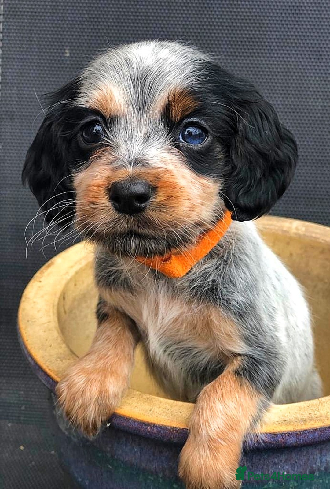 Cocker Spaniel dogs for stud: Extensively Health Tested KC Cocker - WELL PROVEN in Lincoln - Image 17