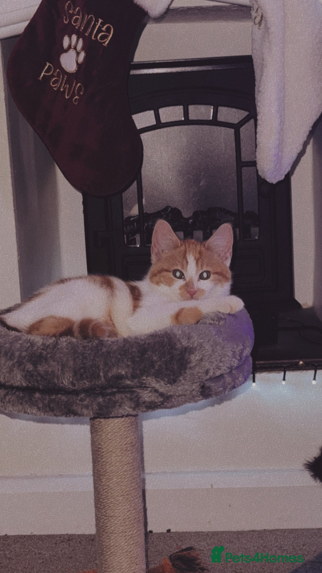 Mixed Breed cats for sale: Turkish angora mix  - Advert 6