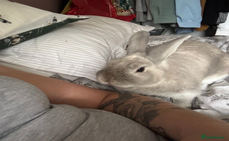 Dwarf Lop rabbits - Advert 1