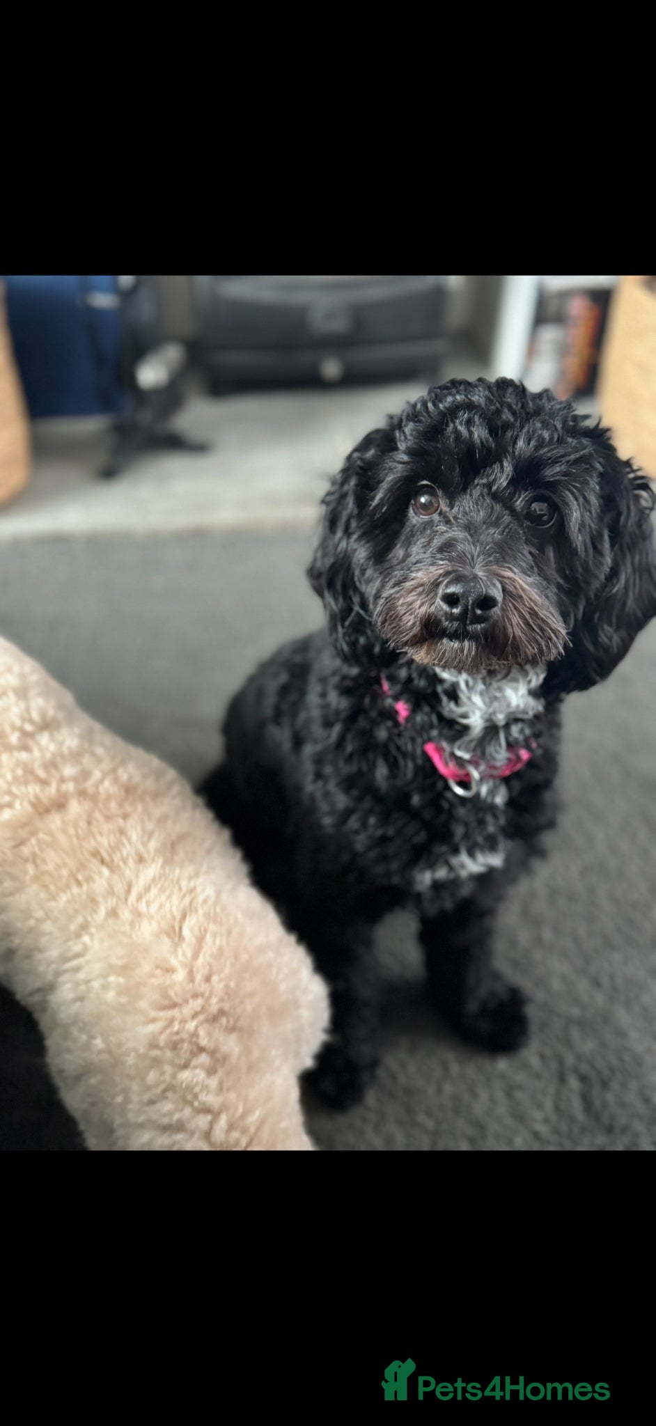 Cockapoo dogs Beautiful Cockapoo for sale  - Advert 2