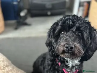 Cockapoo dogs Beautiful Cockapoo for sale - Advert 1