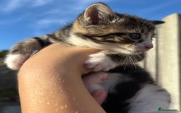 Mixed Breed cats for sale: 5 Gorgeous kittens available now - Image 15