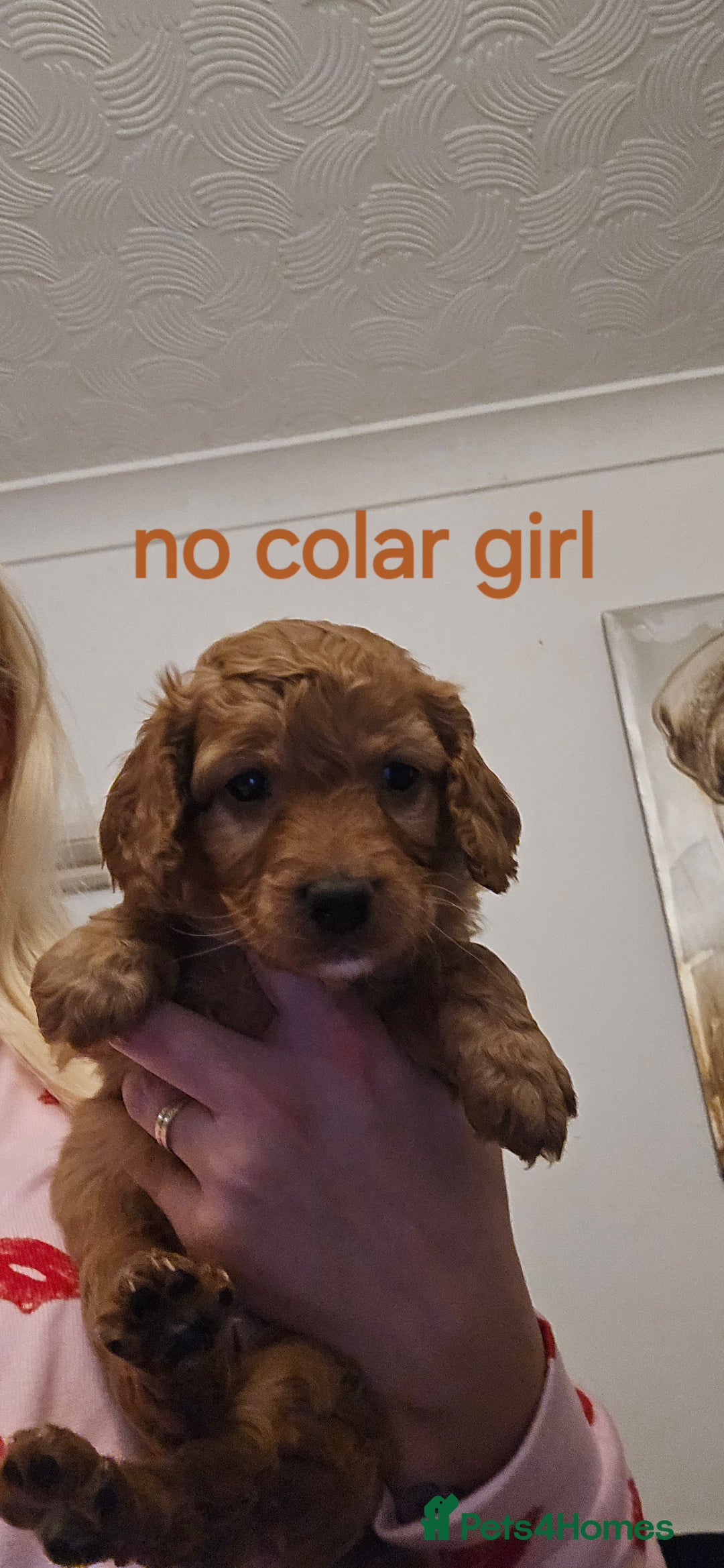 Cockapoo dogs for sale: 7 f2 cockapoos - Advert 10
