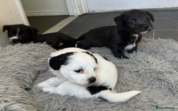 Glen of Imaal Terrier dogs for sale: Rare and beautiful  - Image 15