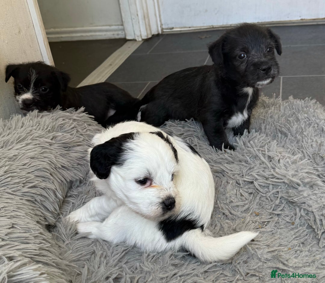 Glen of Imaal Terrier dogs for sale: Rare and beautiful  - Image 15