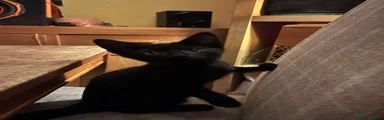 Domestic Shorthair 2