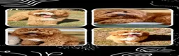Australian Labradoodle dogs for sale: Health Tested Multigen Australian Double Doodles - Advert 20
