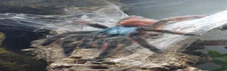 Tarantulas invertebrates for sale: Female Caribena Versicolor & Set up - Advert 4