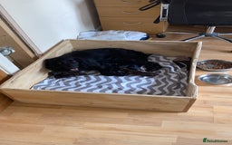 Cocker Spaniel dogs for sale: Beautiful Cocker Spaniel Puppies  - Image 1