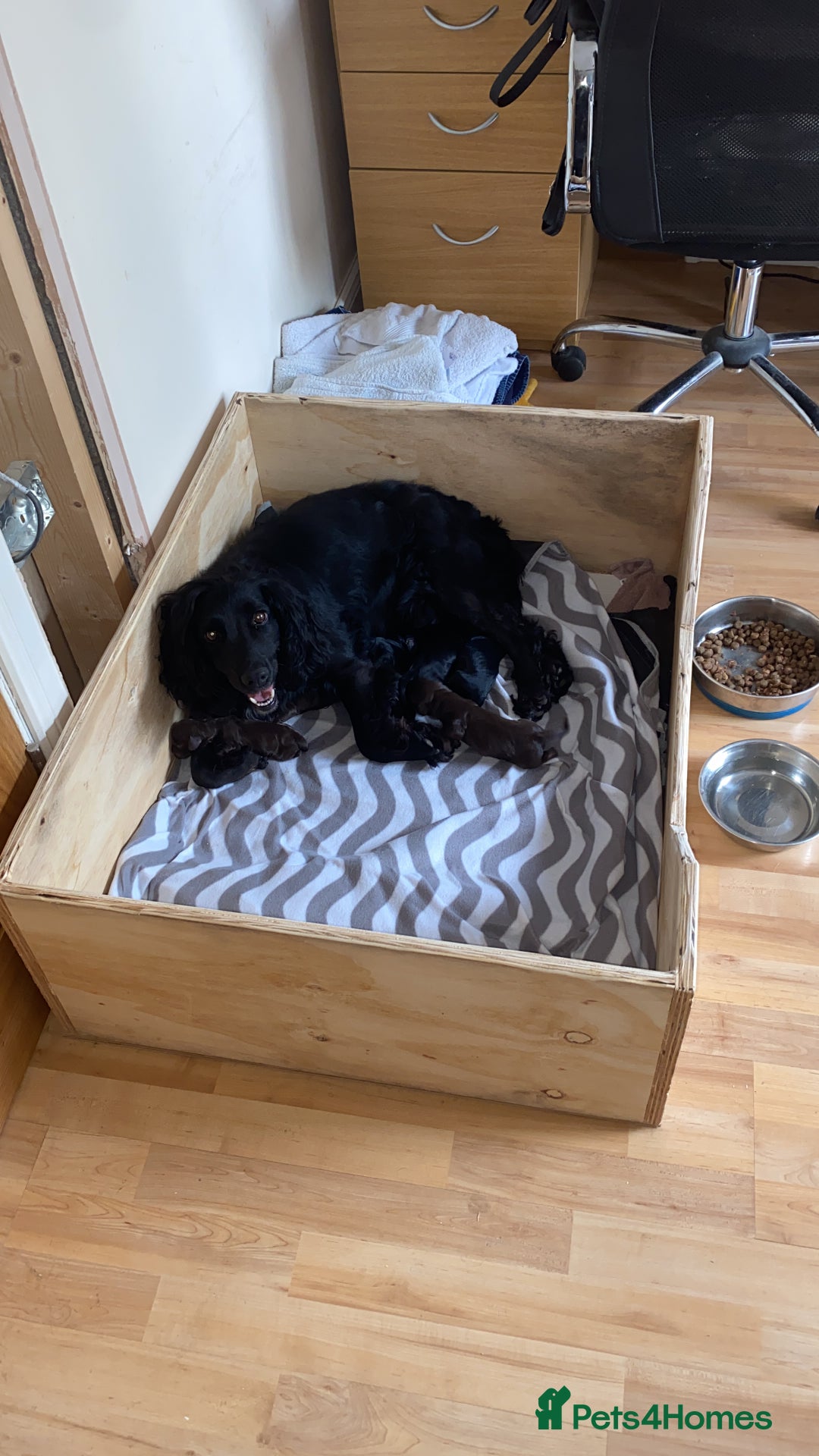 Cocker Spaniel dogs for sale: Beautiful Cocker Spaniel Puppies  - Image 1