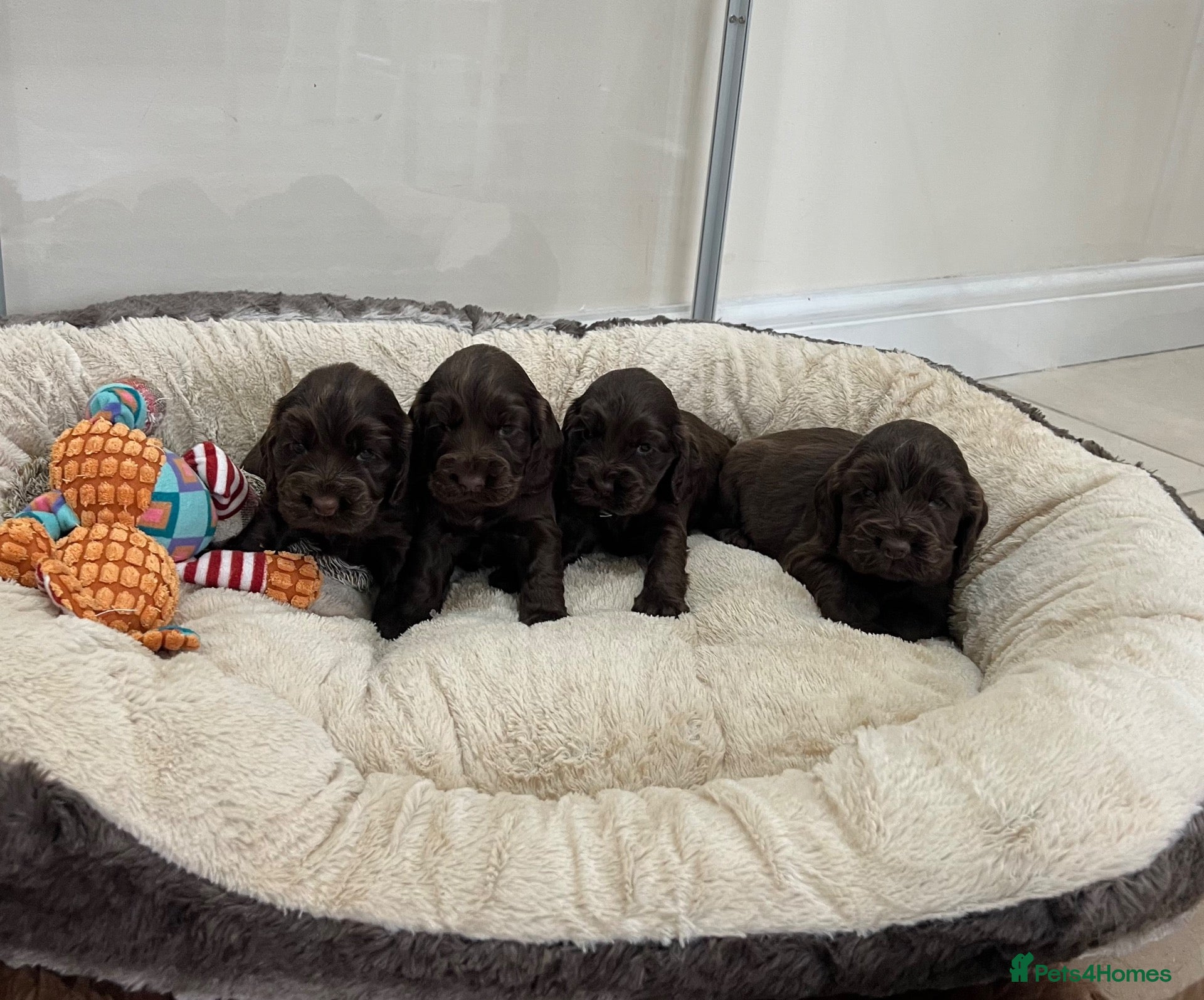 Cocker Spaniel dogs Kc Chocolate Show cockers  - Advert 1
