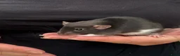 Rat rodents for sale: Beautiful friendly Dumbo rats  - Advert 13