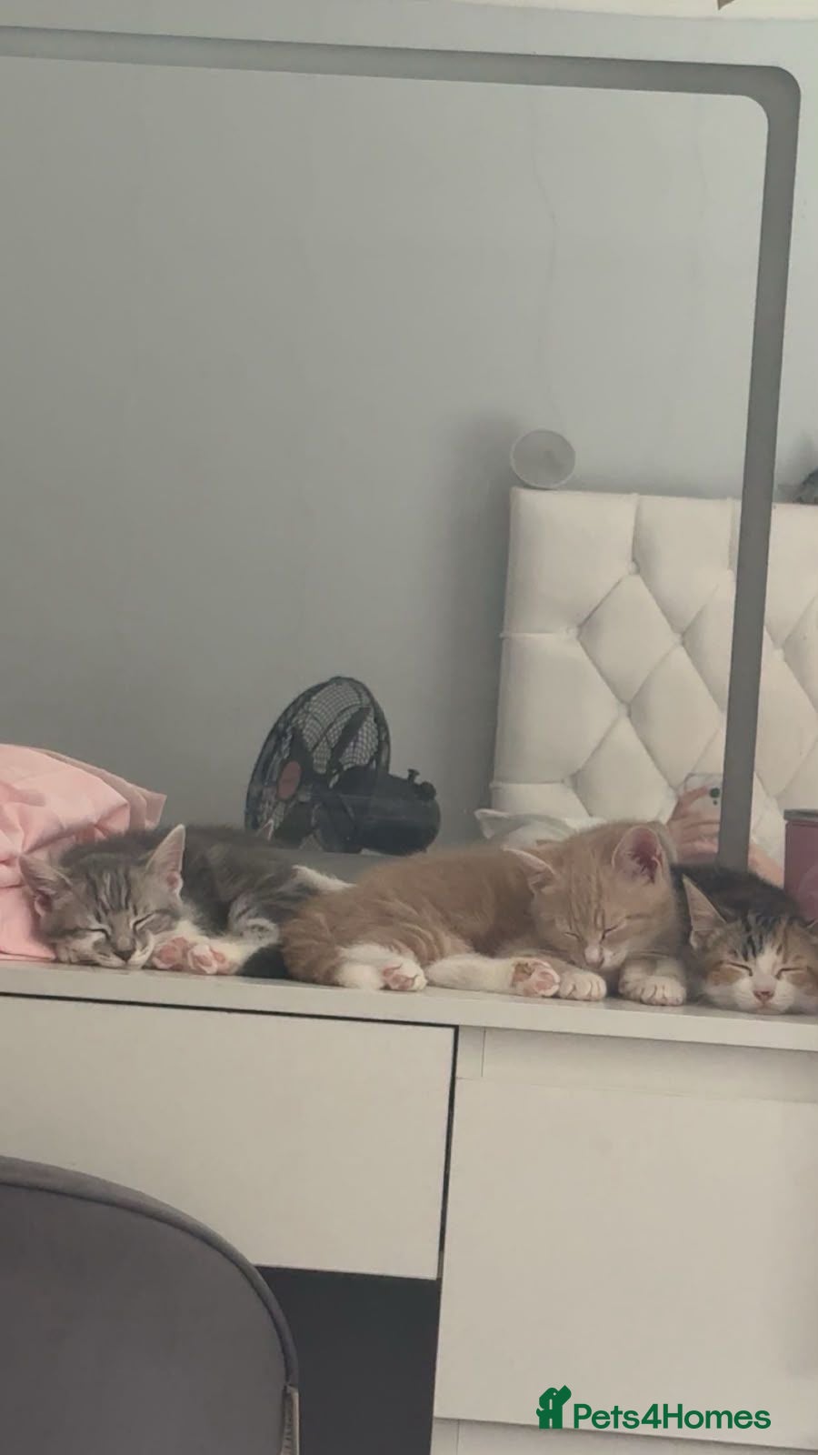 Mixed Breed cats Mixed Russian and bengal kittens  - Advert 2