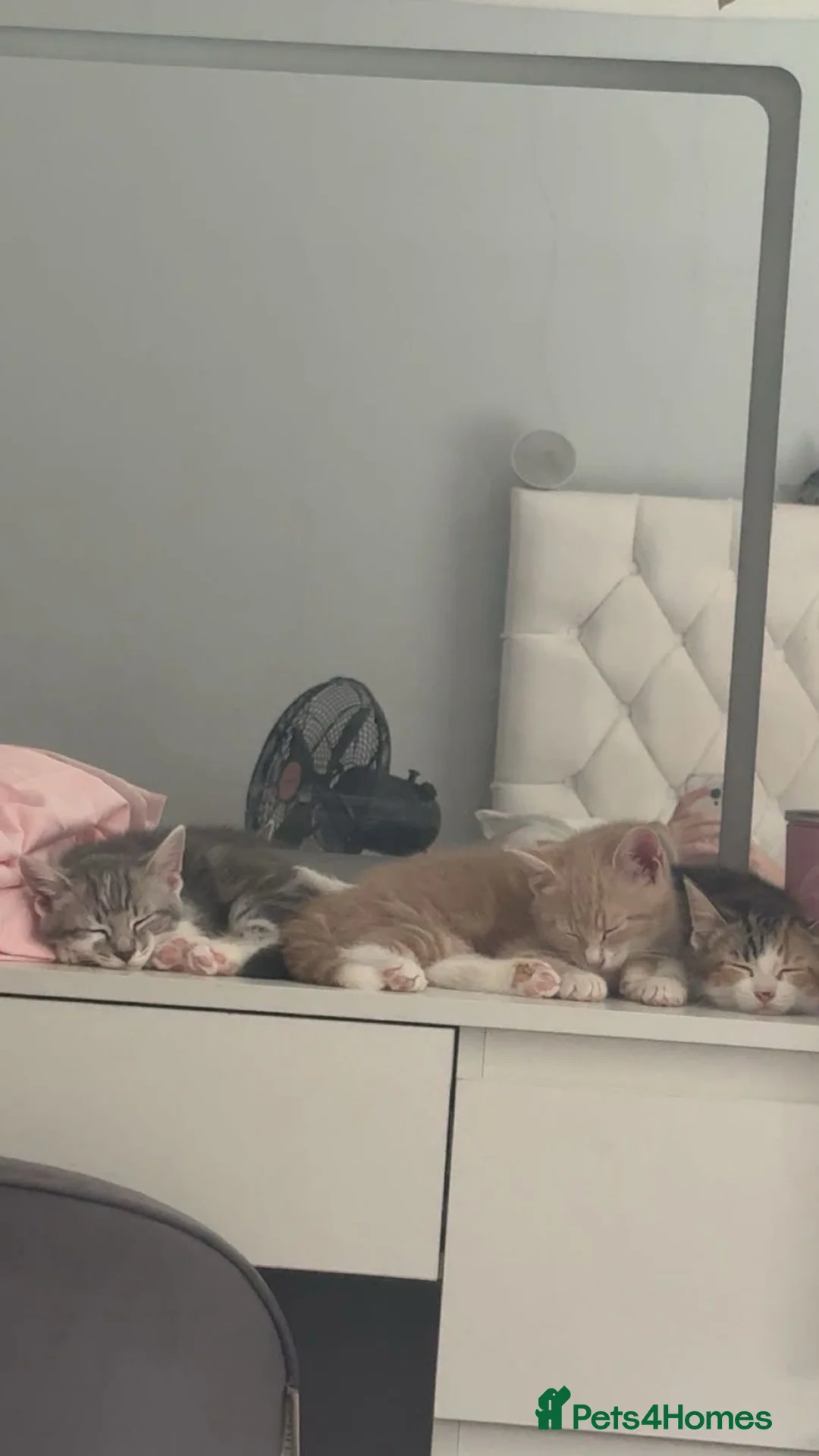Mixed Breed cats for sale: Mixed Russian and bengal kittens  - Advert 1