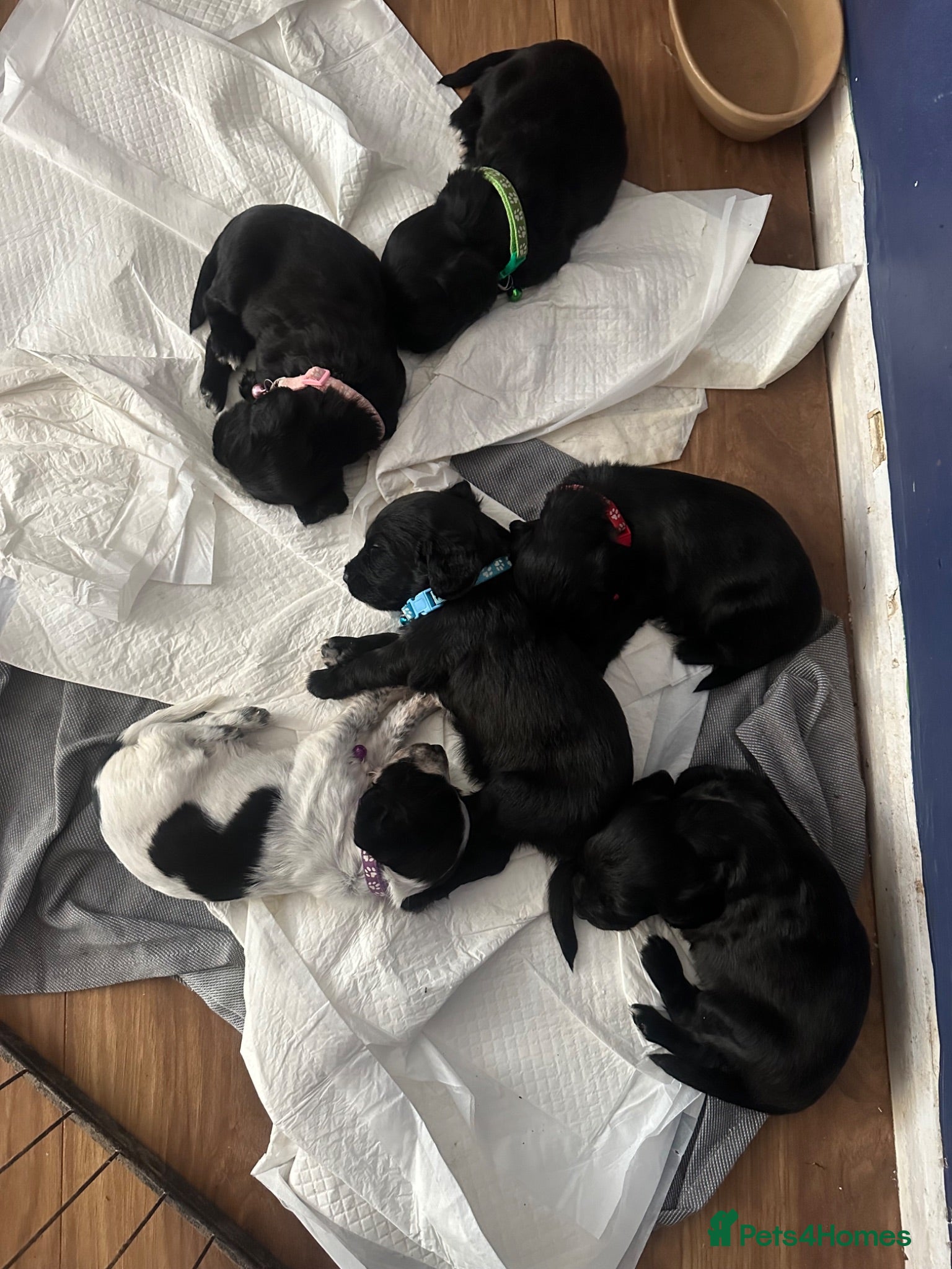 Sprocker dogs Beautiful spaniel puppies  - Advert 9