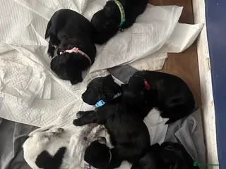 Sprocker dogs Beautiful spaniel puppies - Advert 13