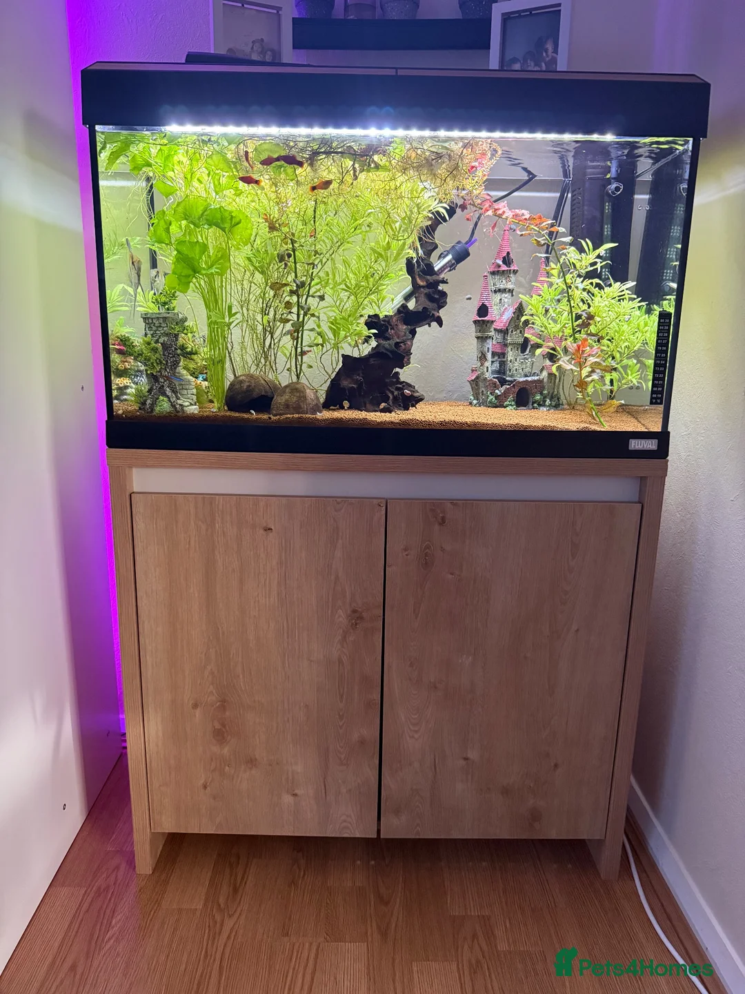 Plecos fish for sale: 120L fishtank everything included - Advert 1