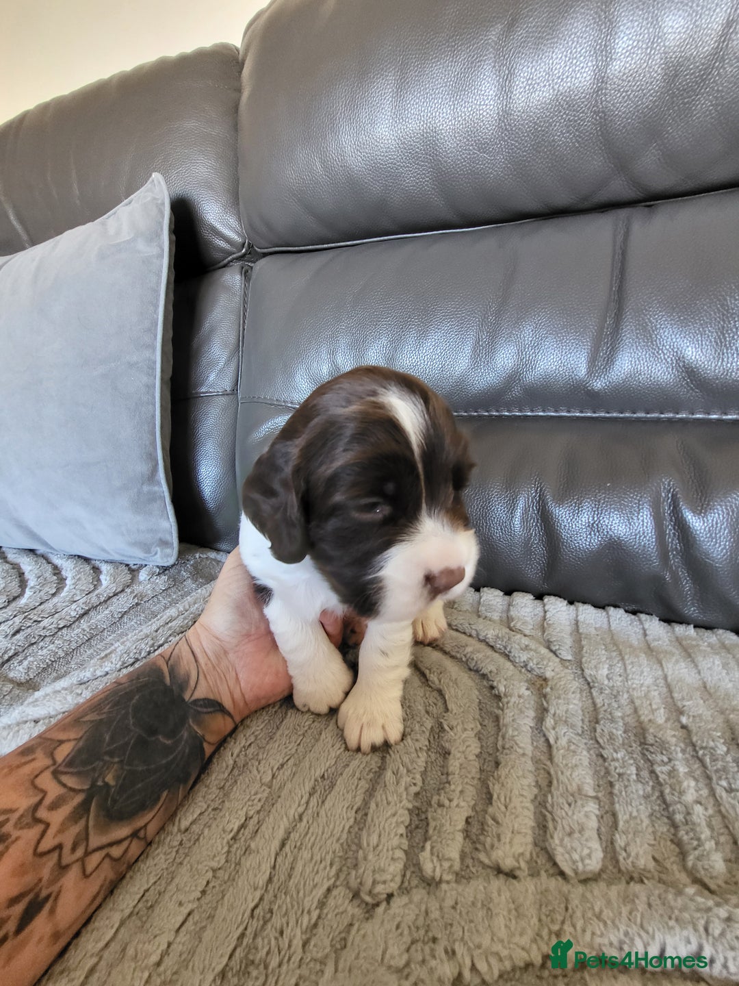 English Springer Spaniel dogs for sale: Two black and white and one liver and white - Image 5