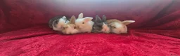 Mini Lop rabbits for sale:  stunning mini  lops   - Advert 9