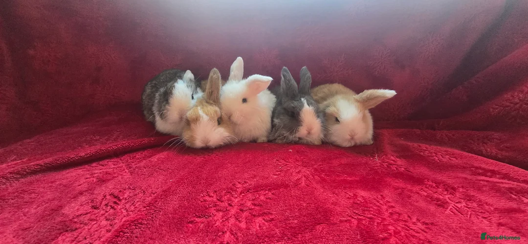 Mini Lop rabbits for sale:  stunning mini  lops   - Advert 9
