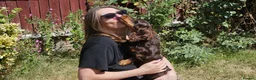 Miniature Dachshund dogs for sale: KC REGISTERED BOY AVAILABLE PET HOME ONLY - Advert 4