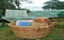 Golden Retriever dogs for sale: 🐾 KC Registered Golden Retriever Puppies 🐾 - Image 23