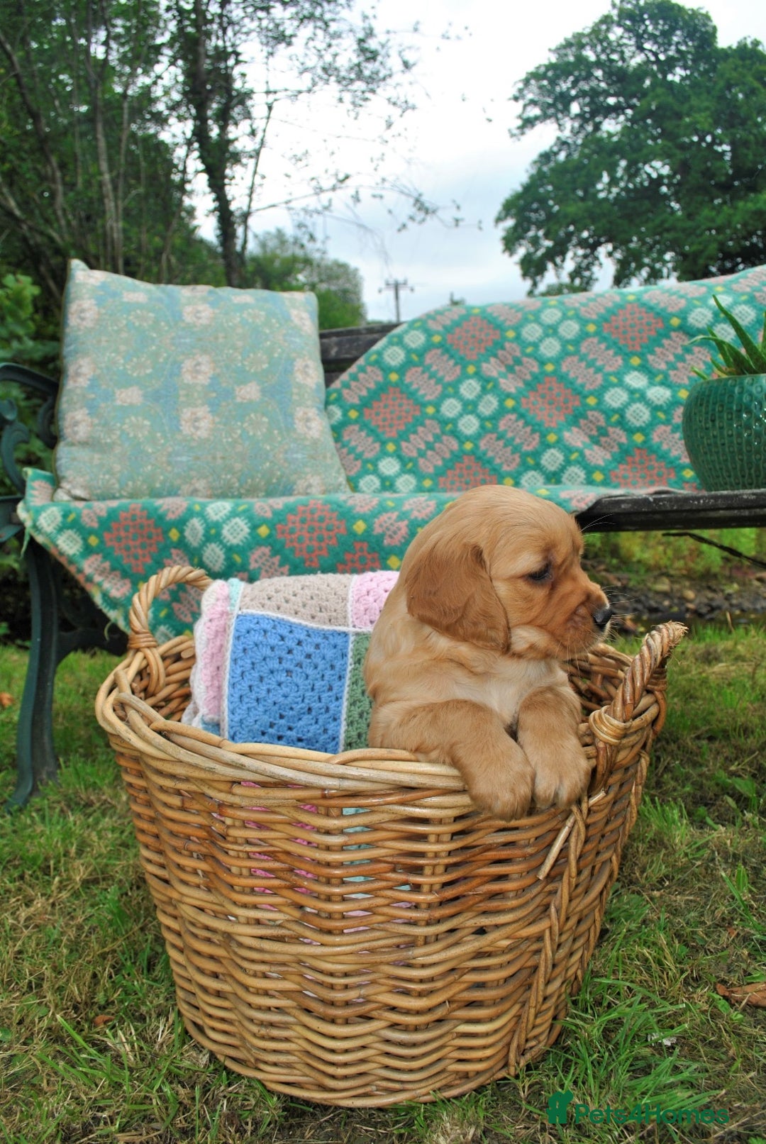 Golden Retriever dogs for sale: 🐾 KC Registered Golden Retriever Puppies 🐾 - Image 23