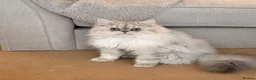Persian cats for sale: Beautiful Persian cat-8 months old.Male in London - Advert 1