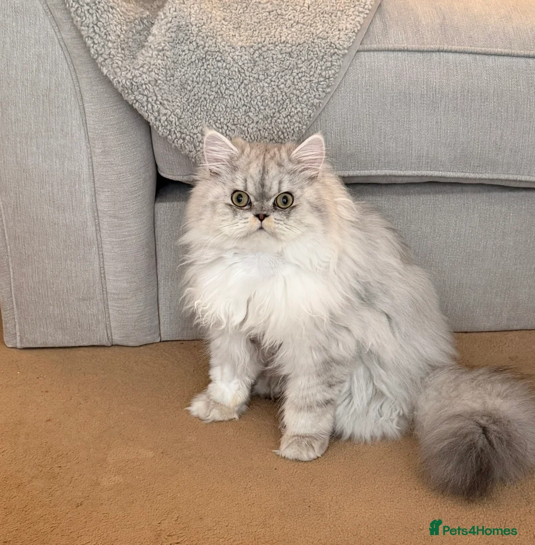 Persian cats for sale: Beautiful Persian cat-8 months old.Male in London - Advert 1