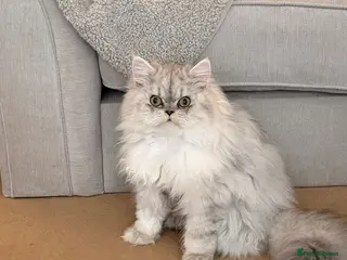 Persian cats Beautiful Persian cat-8 months old.Male - Advert 2