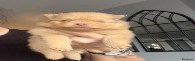 Ginger Boy